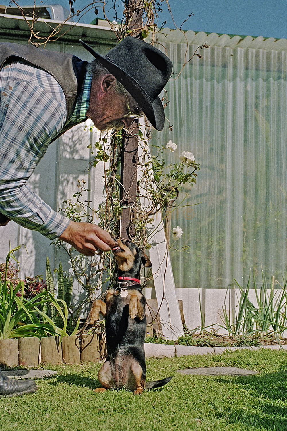 06_Bob_And_His_Dog_01-Bob Purtell At Home with His Dog Champ champie or champers