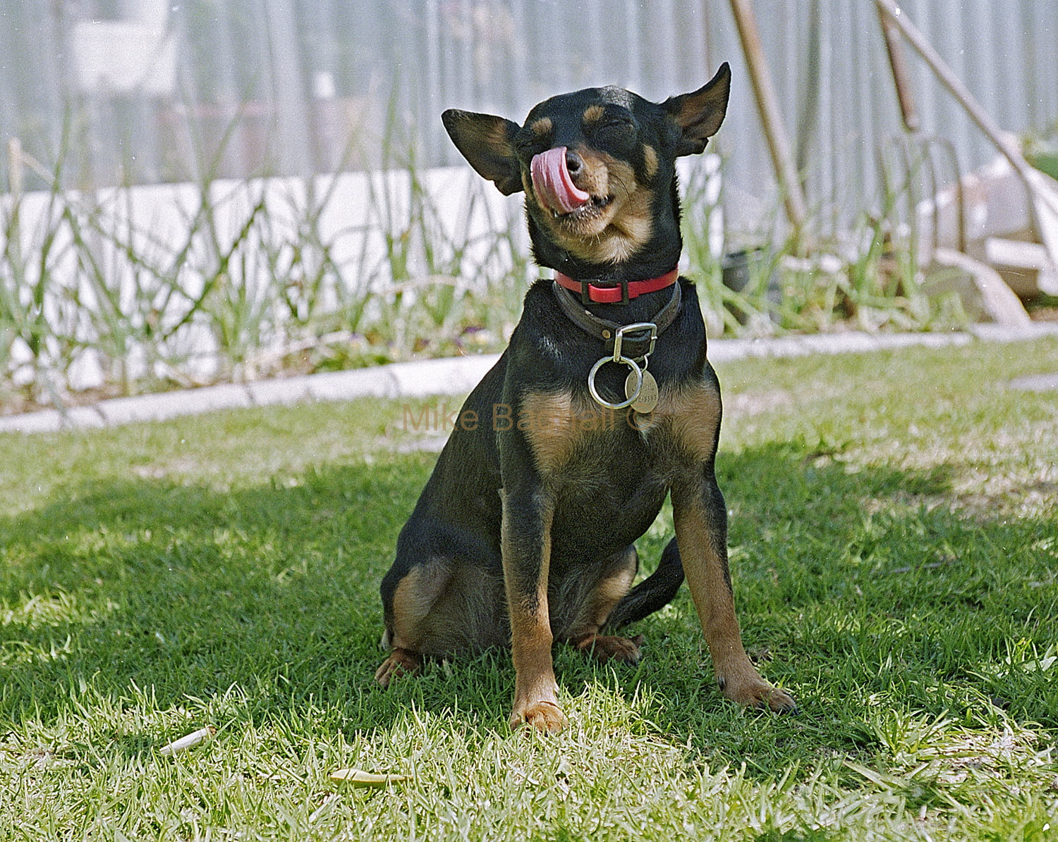 06_Bob_And_His_Dog_04-Bob Purtell At Home with His Dog Champ champie or champers